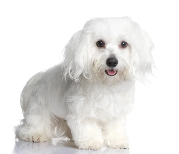 Maltese hond (1 jaar) — Stockfoto