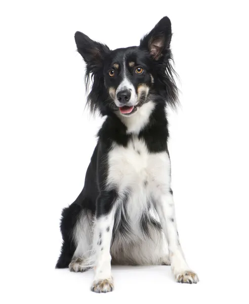 Border Collie (18 months) — Stock Photo, Image