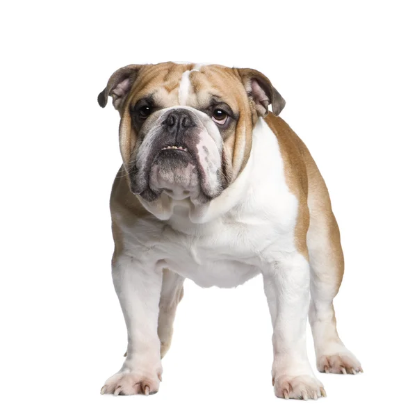 Englische Bulldogge (3 Jahre)) — Stockfoto