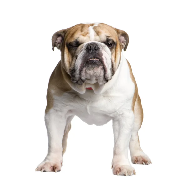 İngilizce Bulldog (3 yıl) — Stok fotoğraf