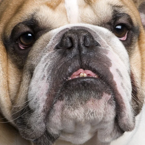 Englische Bulldogge (3 Jahre)) — Stockfoto
