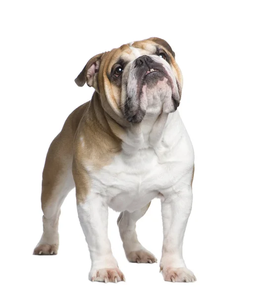 Engelsk bulldogg (6 år) — Stockfoto