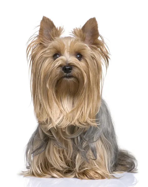 Yorkshire Terrier (5 anni ) — Foto Stock