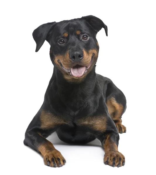 Rottweiler (8 meses ) — Fotografia de Stock