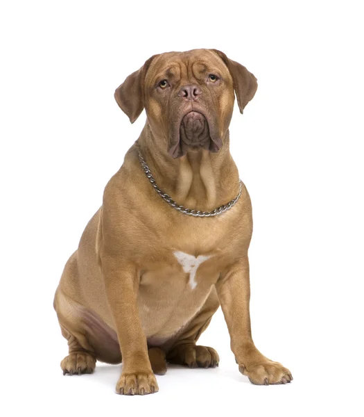 Bordeauxdog (1,5 jaar) — Stockfoto
