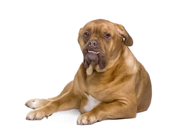 Bordeauxdog (3 jaar) — Stockfoto