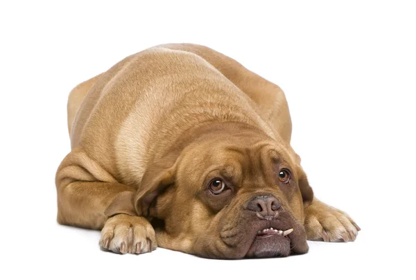 Bordeauxdog (3 jaar) — Stockfoto