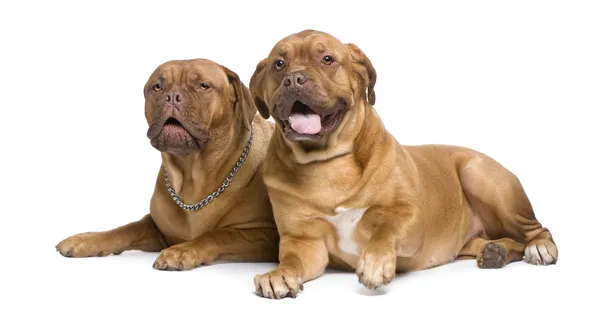 Dois Dogue de Bordeaux — Fotografia de Stock