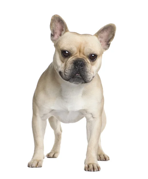 Französische Bulldogge (2 Jahre)) — Stockfoto