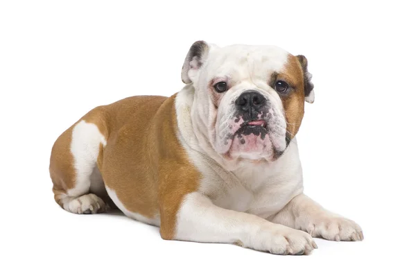 Angol Bulldog (1 év) — Stock Fotó