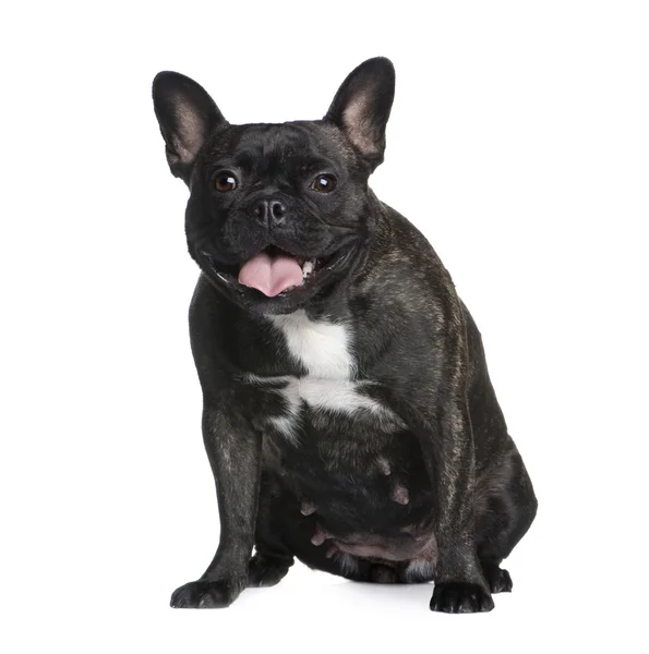 Französische Bulldogge (2 Jahre)) — Stockfoto
