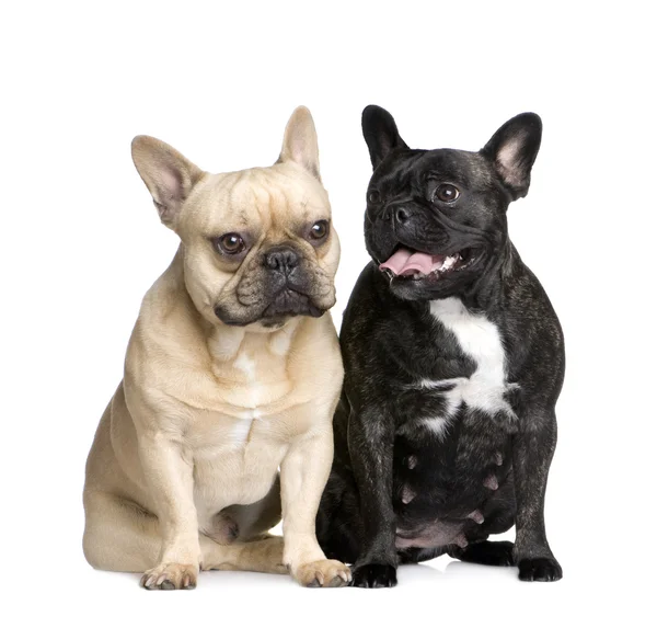 Couple de bulldogs français — Photo