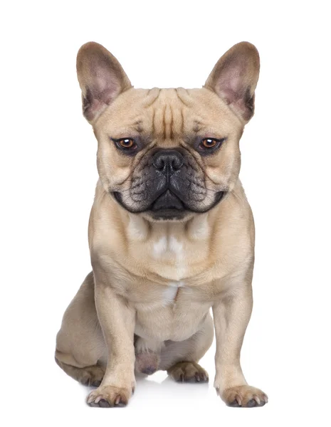 Francuski Bulldog (1 rok) (powiększenie cyfrowe) — Zdjęcie stockowe