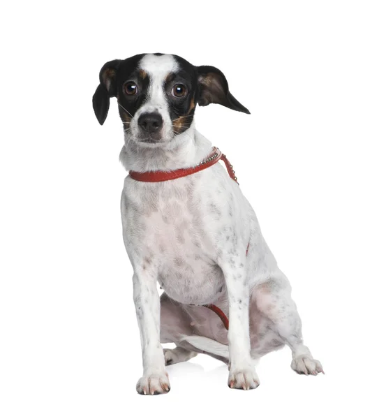 Mixed-Breed Dog between a jack russel and a cavalier king charle — Stock Photo, Image