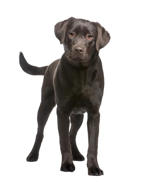 Labrador (8 månader) — Stockfoto