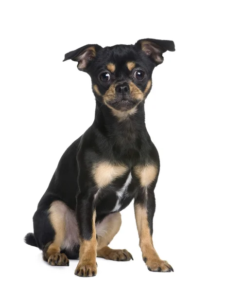 Chihuahua (9 hónap) — Stock Fotó