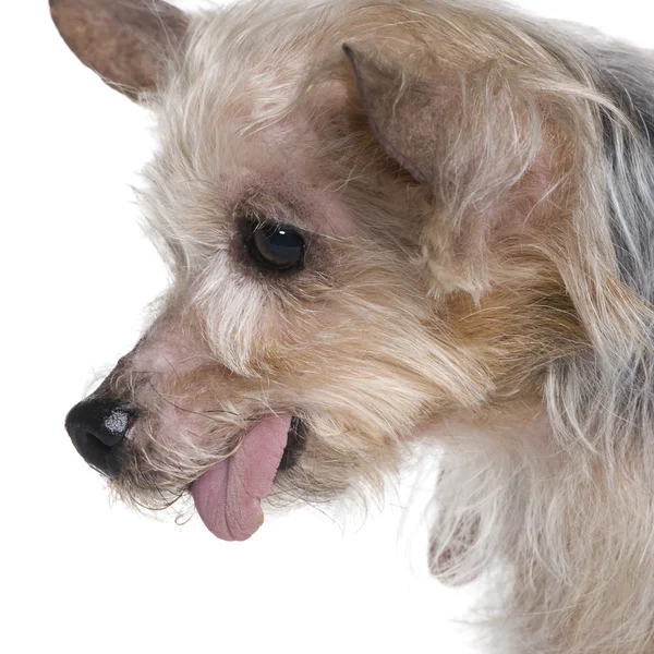 Velho yorkshire terrier — Fotografia de Stock