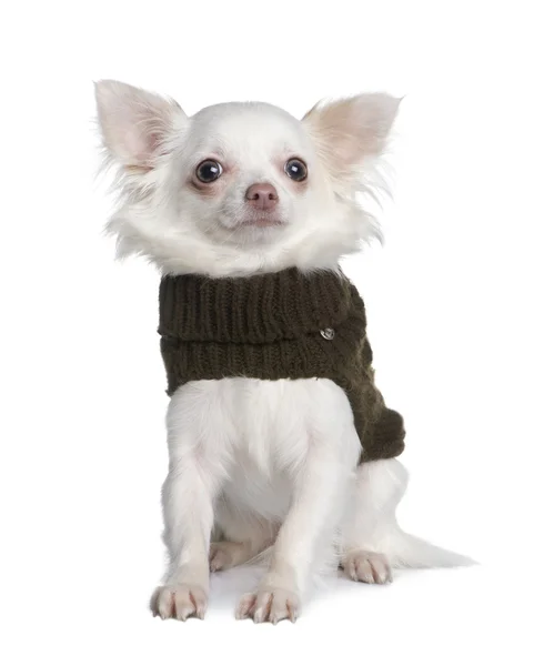 Chihuahua (8 maanden) — Stockfoto