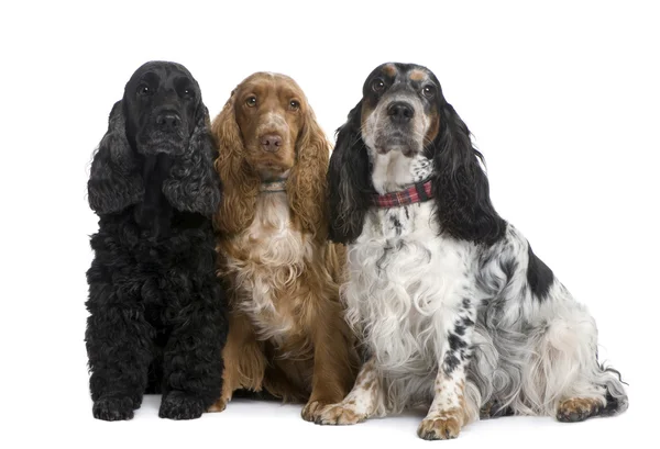 集团的三个西班牙可卡狗 — 图库照片