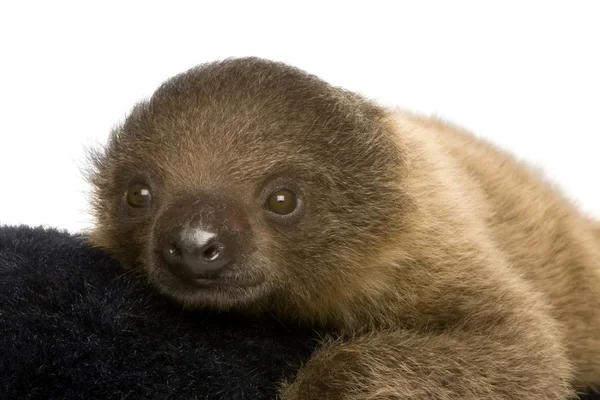 stock image Baby Two-toed sloth (4 months) - Choloepus didactylus