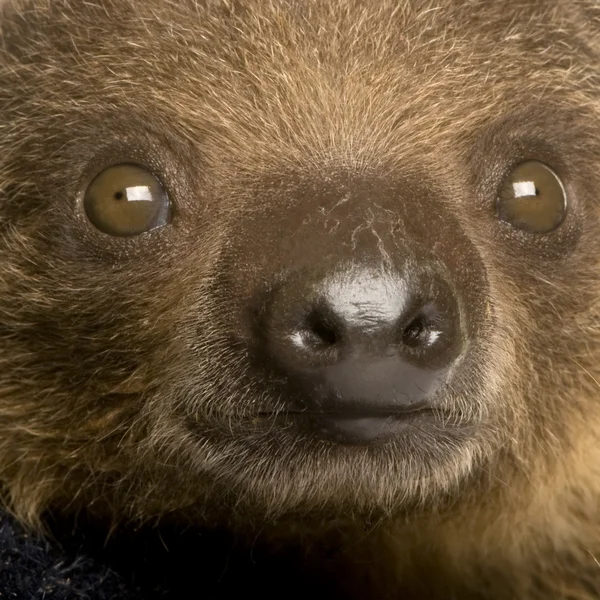 stock image Baby Two-toed sloth (4 months) - Choloepus didactylus