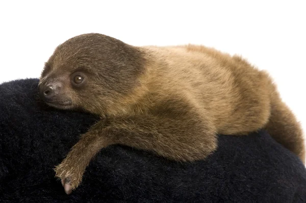 stock image Baby Two-toed sloth (4 months) - Choloepus didactylus