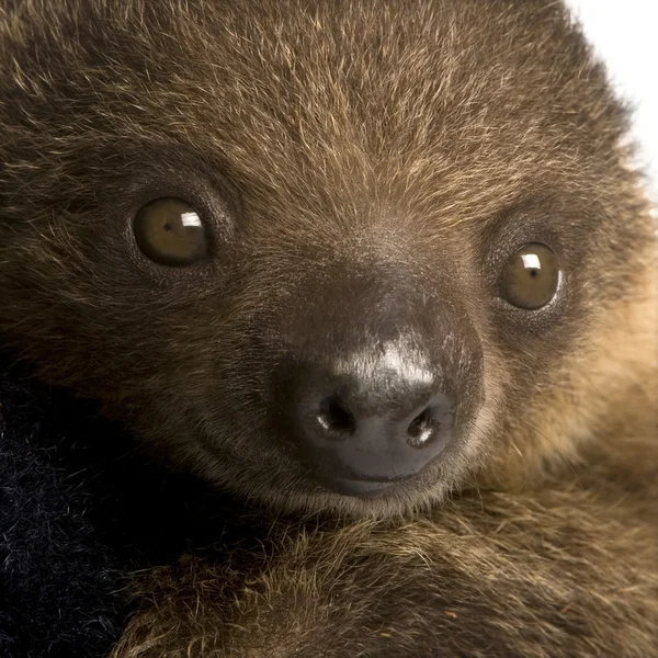 Stock image Baby Two-toed sloth (4 months) - Choloepus didactylus