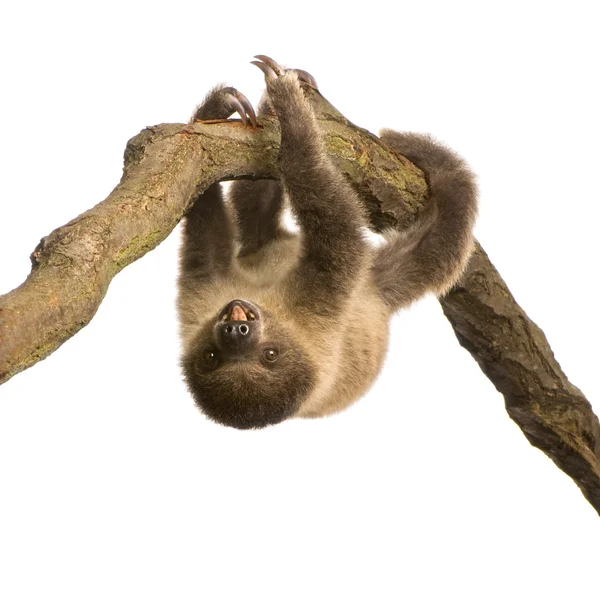 Baby Two-toed sloth (4 months) - Holoepus didactylus — стоковое фото