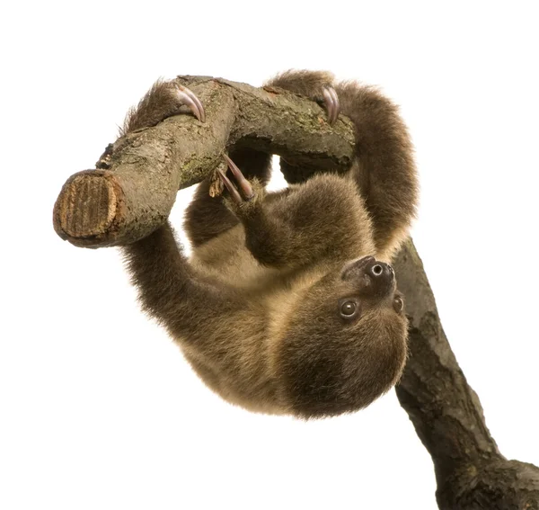Bambino bradipo a due dita (4 mesi) - Choloepus didactylus — Foto Stock