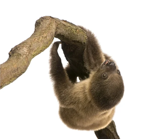 Baby Two-toed sloth (4 months) - Choloepus didactylus — Stock Photo, Image