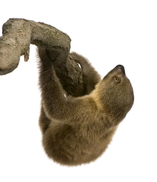 Baby Two-toed sloth (4 months) - Choloepus didactylus — Stock Photo, Image