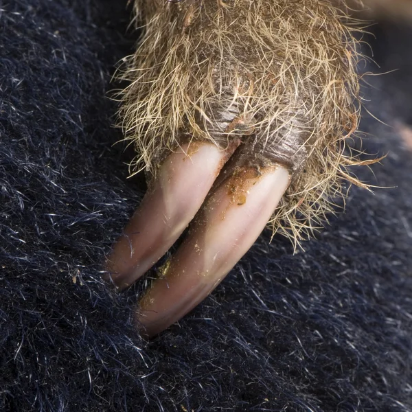 Preguiça de dois dedos (4 meses) - Choloepus didactylus — Fotografia de Stock