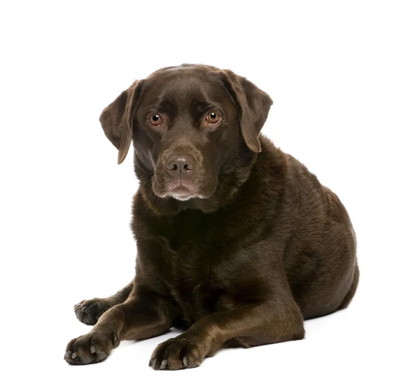 Labrador (7 Jahre)) — Stockfoto