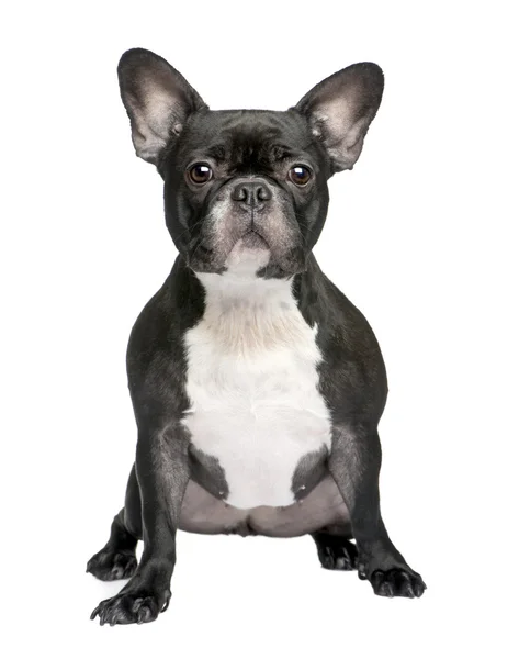 Franse Bulldog (3 jaar) — Stockfoto