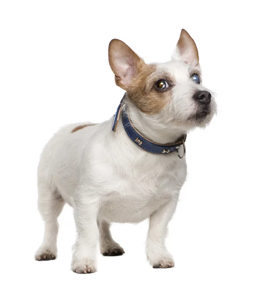 Cieco Jack russell (8 anni ) — Foto Stock
