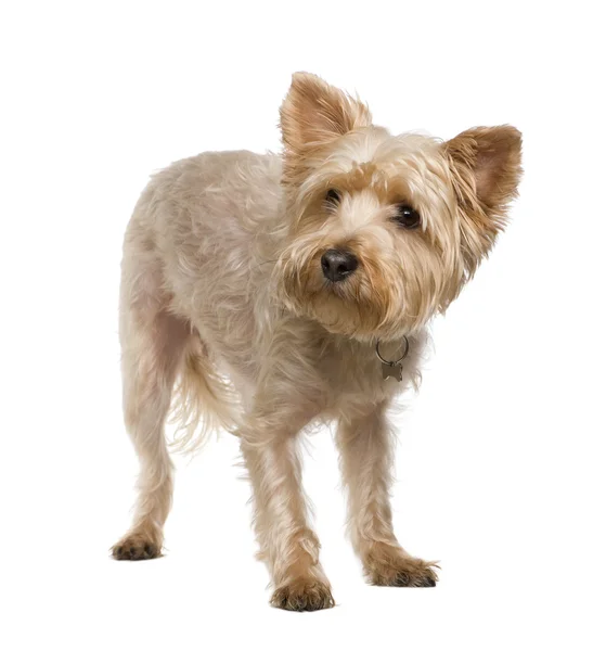 Yorkshire Terrier (3 év) — Stock Fotó