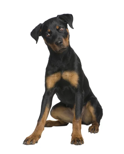 Rottweiler szczenię (6 miesięcy) — Zdjęcie stockowe