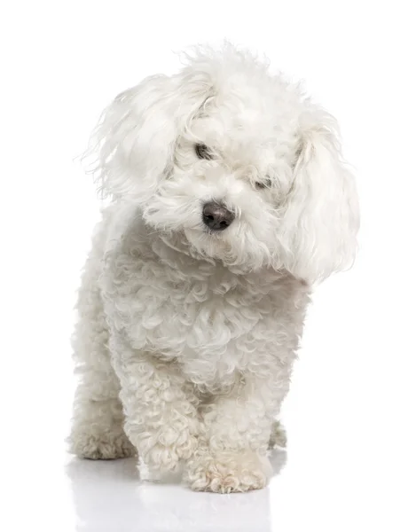 Maltese dog (3 years) — Stock Photo, Image