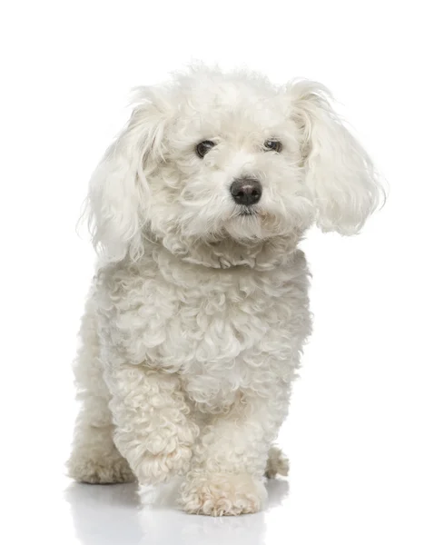 Maltese dog — Stock Photo, Image