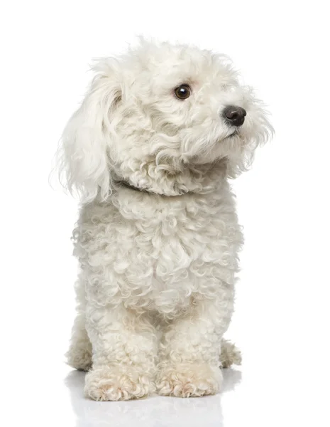 Мальтийская собака — стоковое фото