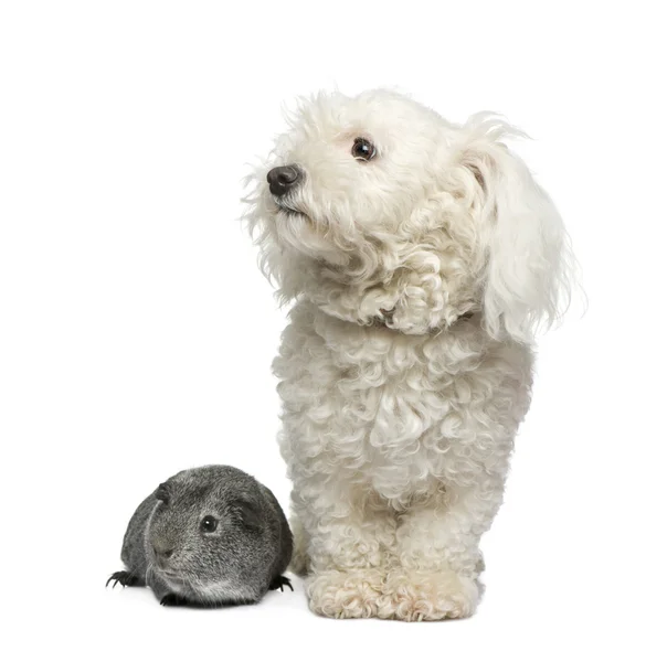 Cão maltês e cobaia — Fotografia de Stock