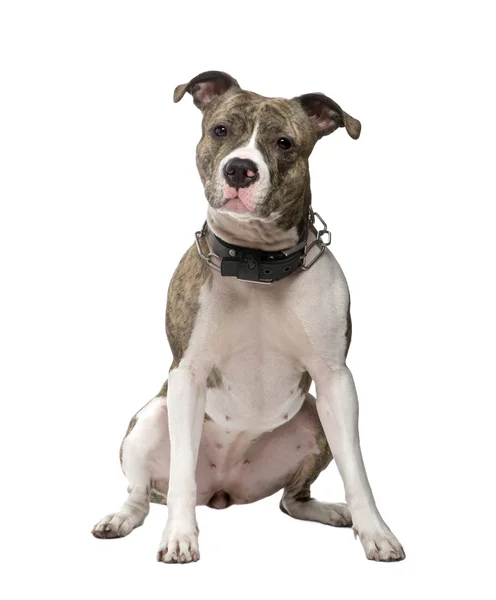 American Staffordshire terrier — Stock Photo, Image