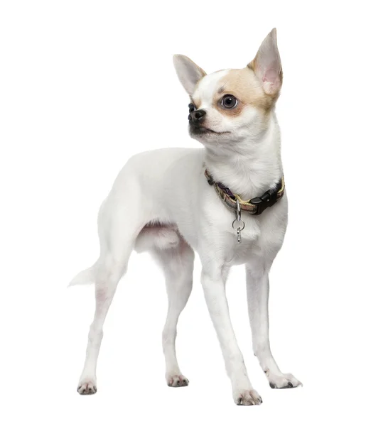 Chihuahua (6 meses) ) — Foto de Stock