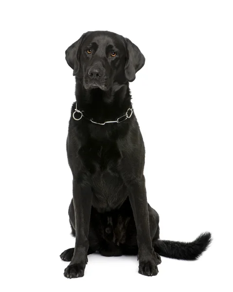 Schwarzer Labrador — Stockfoto