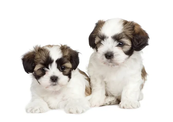 Puppy mixed-Breed Dog between Shih Tzu and maltese dog (7 weeks) — Stock Photo, Image