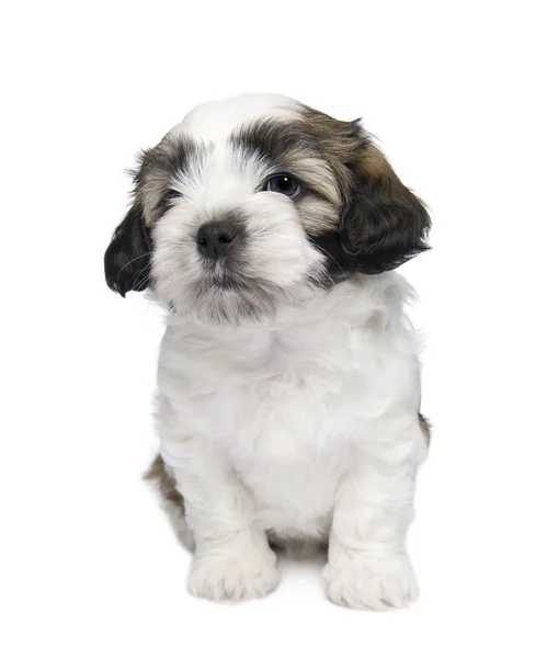 Shih Tzu puppy (7 wweks) — Stock Photo, Image