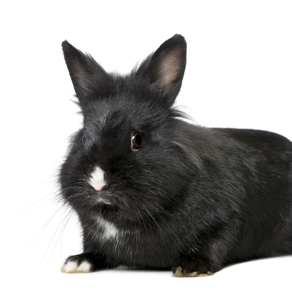 Kaninchen (7 Monate)) — Stockfoto