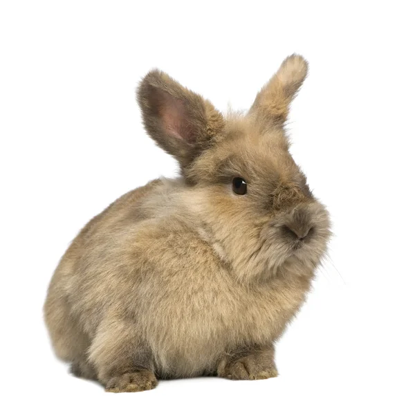 Kaninchen (3 Jahre)) — Stockfoto