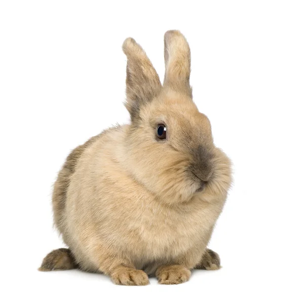 Kaninchen (4 Jahre)) — Stockfoto