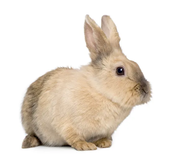Rabbit (3 years) — Stock Photo, Image